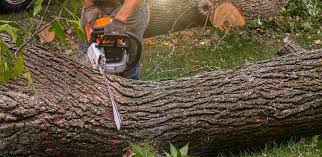 Trusted Campbell, FL  Tree Services Experts